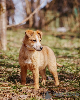 Foto №4. Ich werde verkaufen mischlingshund in der Stadt Moskova. quotient 	ankündigung - preis - Frei