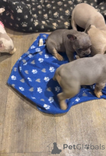 Foto №1. französische bulldogge - zum Verkauf in der Stadt Berlin | 400€ | Ankündigung № 171776