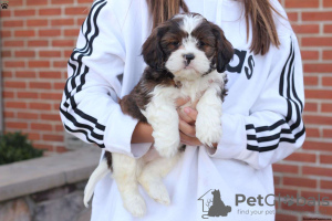 Foto №4. Ich werde verkaufen shih tzu in der Stadt Freiburg im Breisgau.  - preis - verhandelt