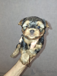 Foto №4. Ich werde verkaufen biewer terrier, yorkshire terrier in der Stadt Tallinn. quotient 	ankündigung, vom kindergarten, züchter - preis - 650€