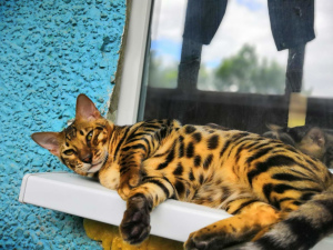 Foto №2 zu Ankündigung № 3056 zu verkaufen bengal katzenrasse - einkaufen Russische Föderation quotient 	ankündigung, vom kindergarten, züchter