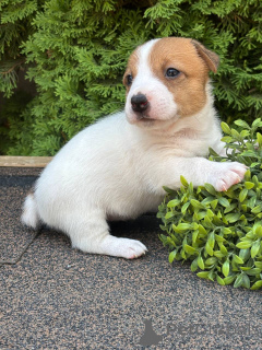 Foto №3. Welpe Jack Russell Terrier. Russische Föderation