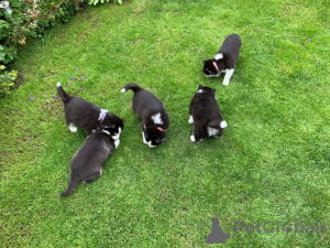 Foto №3. Siberian Husky-Welpen. Estland