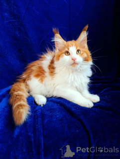Zusätzliche Fotos: Maine-Coon-Kätzchen