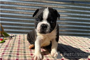 Foto №2 zu Ankündigung № 104852 zu verkaufen boston terrier - einkaufen Deutschland quotient 	ankündigung