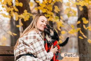 Foto №2 zu Ankündigung № 127833 zu verkaufen mischlingshund - einkaufen Russische Föderation aus dem tierheim