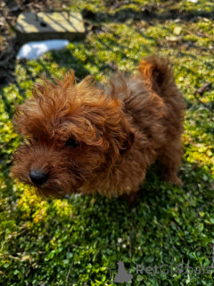 Foto №2 zu Ankündigung № 136549 zu verkaufen pudel (toy) - einkaufen Rumänien quotient 	ankündigung