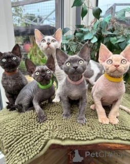 Foto №1. devon rex - zum Verkauf in der Stadt Yudendorf-Strassengel | 350€ | Ankündigung № 171023