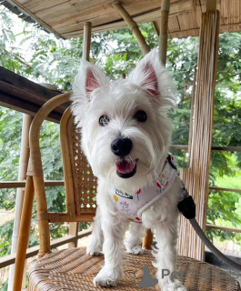 Foto №1. mischlingshund - zum Verkauf in der Stadt Swindon | Frei | Ankündigung № 144431