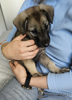 Zusätzliche Fotos: Thunder sucht ein Zuhause