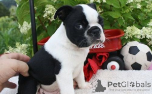 Foto №4. Ich werde verkaufen boston terrier in der Stadt London. quotient 	ankündigung - preis - verhandelt