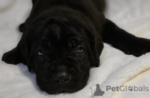 Foto №1. akita - zum Verkauf in der Stadt Bregenz | 339€ | Ankündigung № 161323