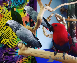 Foto №1. german spitz, deutsch drahthaar, schnauzer, golden retriever - zum Verkauf in der Stadt California Gully | verhandelt | Ankündigung № 145252