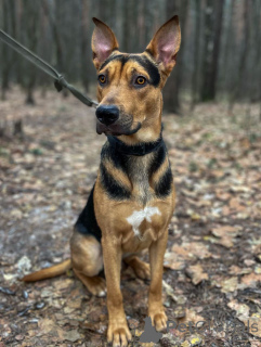 Foto №3. Der kluge, gesellige, verspielte Rocky sucht ein Zuhause!. Russische Föderation