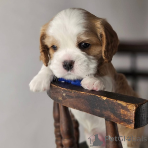 Foto №3. Lernen Sie Oliver kennen, unseren charmanten kleinen Entdecker, der mit jedem. Finnland