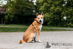 Foto №1. mischlingshund - zum Verkauf in der Stadt Москва | Frei | Ankündigung № 105277