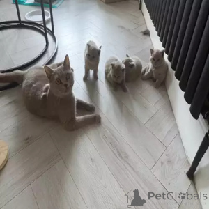 Foto №2 zu Ankündigung № 167254 zu verkaufen britisch kurzhaar - einkaufen Deutschland quotient 	ankündigung