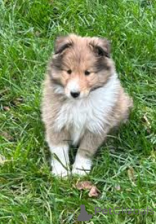 Foto №4. Ich werde verkaufen shetland sheepdog in der Stadt Brüssel.  - preis - 700€