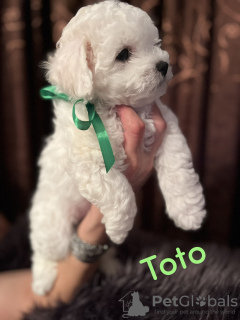 Foto №4. Ich werde verkaufen bichon frisé in der Stadt Smederevo. züchter - preis - verhandelt