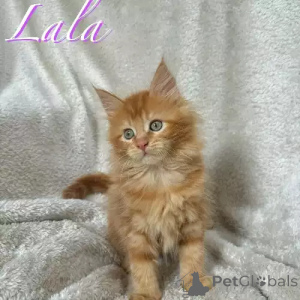 Foto №1. maine-coon-katze - zum Verkauf in der Stadt Hamburg | 380€ | Ankündigung № 167255