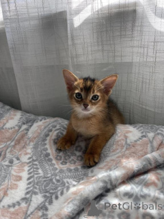 Foto №1. abessinierkatze - zum Verkauf in der Stadt Aroza | 350€ | Ankündigung № 172052