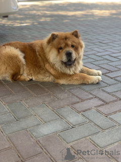 Foto №3. Laura. Kasachstan