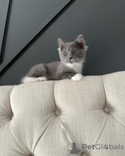 Foto №1. ragdoll-katze - zum Verkauf in der Stadt Ellmau | verhandelt | Ankündigung № 156534