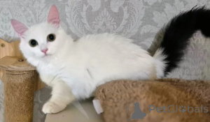 Foto №4. Ich werde verkaufen munchkin in der Stadt Amstetten. züchter - preis - verhandelt