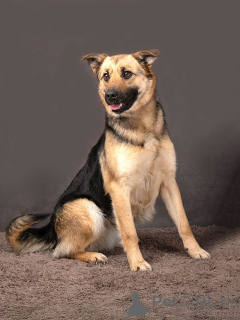 Foto №4. Ich werde verkaufen mischlingshund in der Stadt Moskova. quotient 	ankündigung - preis - Frei