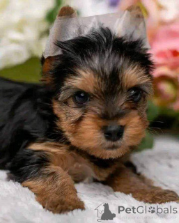 Foto №2 zu Ankündigung № 137182 zu verkaufen yorkshire terrier - einkaufen Deutschland quotient 	ankündigung, züchter
