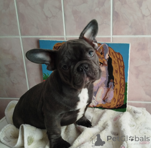 Foto №2 zu Ankündigung № 161753 zu verkaufen französische bulldogge - einkaufen Weißrussland quotient 	ankündigung