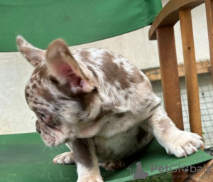 Foto №2 zu Ankündigung № 96522 zu verkaufen französische bulldogge - einkaufen Tschechische Republik quotient 	ankündigung