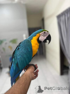 Foto №1. mischlingshund - zum Verkauf in der Stadt Caspian Industrial Town | verhandelt | Ankündigung № 143954