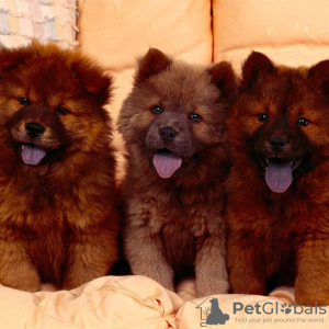 Foto №2 zu Ankündigung № 48044 zu verkaufen chow-chow - einkaufen Schweden züchter