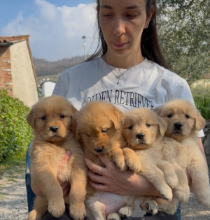 Foto №1. golden retriever - zum Verkauf in der Stadt Alberville | verhandelt | Ankündigung № 167211