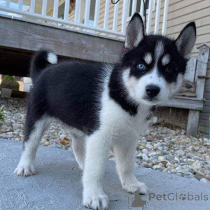 Foto №2 zu Ankündigung № 160308 zu verkaufen siberian husky - einkaufen Finnland quotient 	ankündigung