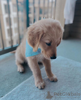 Foto №1. golden retriever - zum Verkauf in der Stadt Boot | verhandelt | Ankündigung № 102686