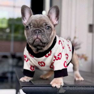 Foto №3. Französische Bulldogge Welpen zur Adoption. Deutschland