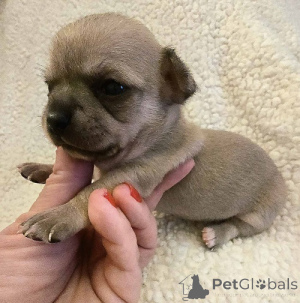 Foto №4. Ich werde verkaufen chihuahua in der Stadt Zenjanin. züchter - preis - verhandelt