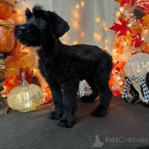Foto №1. schnauzer - zum Verkauf in der Stadt Daugavpils | verhandelt | Ankündigung № 173072