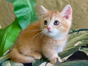 Foto №1. munchkin - zum Verkauf in der Stadt Dikirh | 350€ | Ankündigung № 151486