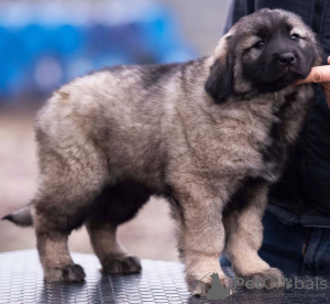 Zusätzliche Fotos: Jugoslawischer Schäferhund - Sharplaninec Welpen