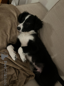 Foto №4. Ich werde verkaufen border collie in der Stadt Berlin. quotient 	ankündigung - preis - 650€