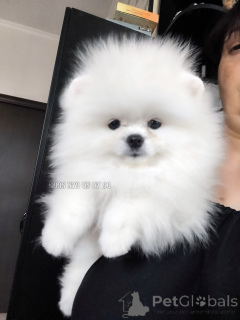 Foto №1. pommersche spitz - zum Verkauf in der Stadt Tiflis | verhandelt | Ankündigung № 146659