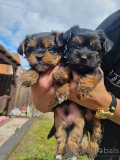 Foto №1. golden retriever - zum Verkauf in der Stadt Miami | 284€ | Ankündigung № 82233