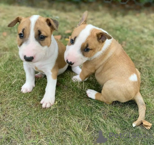 Foto №1. bullterrier - zum Verkauf in der Stadt Narva | verhandelt | Ankündigung № 127405