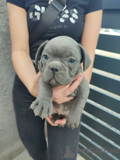 Zusätzliche Fotos: welpen der französischen bulldogge zu verkaufen