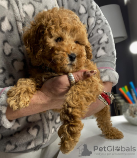 Foto №4. Ich werde verkaufen pudel (toy) in der Stadt Belgrad.  - preis - verhandelt