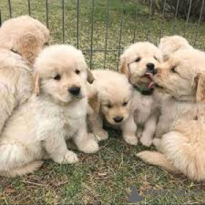 Foto №2 zu Ankündigung № 162613 zu verkaufen golden retriever - einkaufen Belgien quotient 	ankündigung, züchter