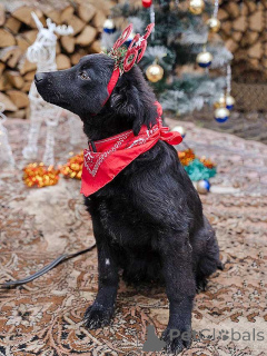 Foto №4. Ich werde verkaufen mischlingshund in der Stadt Moskova. quotient 	ankündigung - preis - Frei